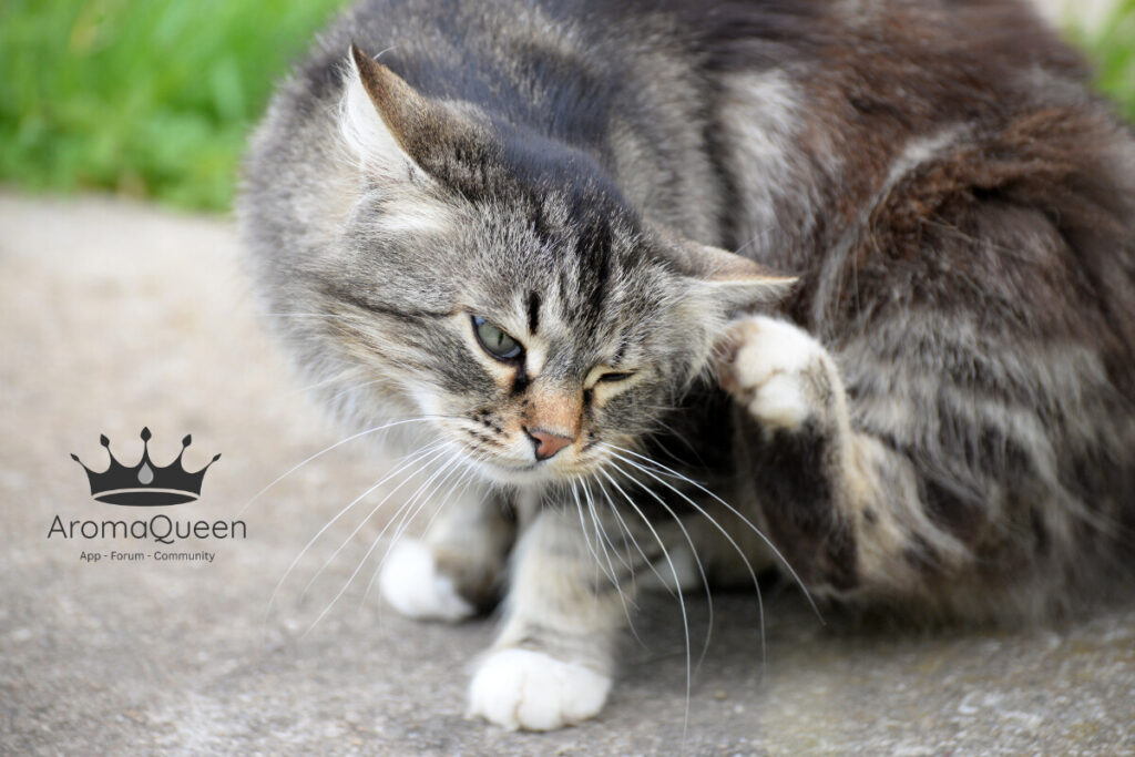 Äterische Öle für Katzen anwenden gegen Flöhe, Läuse und andere Insekten. Hydrolat geeignet für alle Katzen
